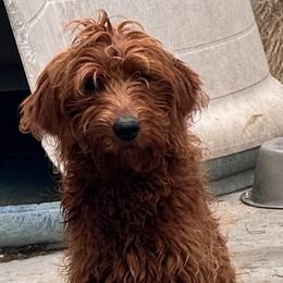 Dodge - Goldendoodle