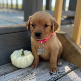 Lily - Golden female Golden Retriever puppy in Wolcott, Indiana from Sunnyside Meadows Goldens