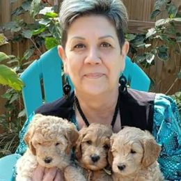 Goldendoodles from Journeys End Goldendoodles