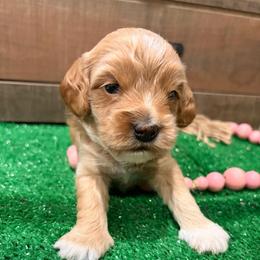 Apple (red collar) - Buff and white female Cockapoo puppy in Atco, New Jersey from Flannery’s lucky puppies 🍀