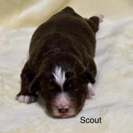 Scout - Red tri-color male Aussiedoodle puppy in Charlestown, Indiana from Forever Aussies and A Doodle