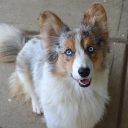 Ciri - American Corgi
