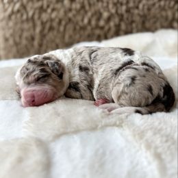 Girl 1 - Chocolate merle female Bernedoodle puppy in Arizona from Coats of Many Colors LLC