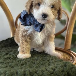 Boy 4 - Goldendoodle puppy from MightyDoods