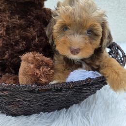 Aussiedoodle Puppies from The Cuddly Dood Ranch