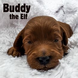 Buddy - Red  male Goldendoodle puppy in Eagle Mountian, Utah from The Puppy Family