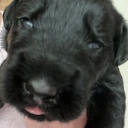 Suede-Orange Collar - Black male Giant Schnauzer puppy in Atoka, Oklahoma from Hannah's Haus & Farm