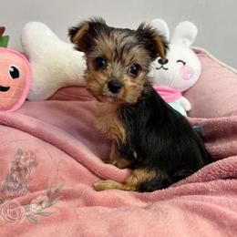 Small Black and Tan Female - Black and tan female Yorkshire Terrier puppy in Benson, Arizona from Happy Tails Yorkies