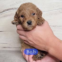 Bob (Blue Collar) - Red  male Goldendoodle puppy in Scurry, Texas from 07 Seven Oaks Goldens and Doodles