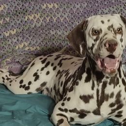 Dalmatians from Lylian's Dalmatians