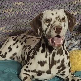 Dalmatians from Lylian's Dalmatians