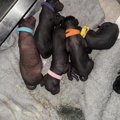 Old English Sheepdog and Peruvian Inca Orchid Puppies from La Siren