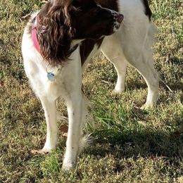 English Springer Spaniel Puppies from Bourbon Trail Springers