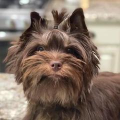 Ollie  - Yorkshire Terrier