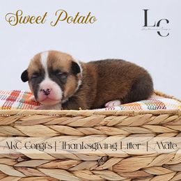 Sweet Potato - Red male Pembroke Welsh Corgi puppy in Pine Village, Indiana from NL Horsemanship