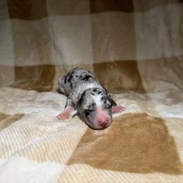 Boy 2 - Blue merle male Australian Shepherd puppy in Ridgeville, Indiana from McCord’s Standard Aussies