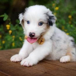 Bashful - Blue merle male Australian Shepherd puppy in Georgetown, Texas from River Reign Australian Shepherds