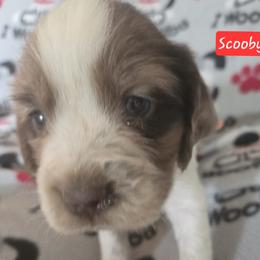 Scooby - Liver and white male English Springer Spaniel puppy in Brodhead, Wisconsin from Pinwheel Acres