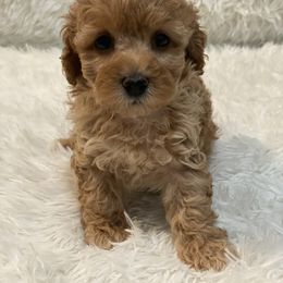 Poodle Puppies from YC Poodles