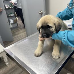Anatolian Shepherd Dog Puppies from Smithville Hay Livestock Guardian Dogs
