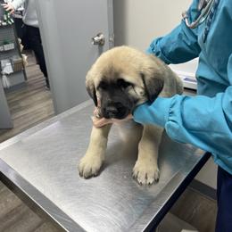 Anatolian Shepherd Dog Puppies from Smithville Hay Livestock Guardian Dogs