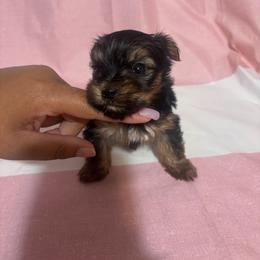 Boy 2 - Black and tan male Yorkshire Terrier puppy in Mobile, Alabama from Southern Elite Yorkies