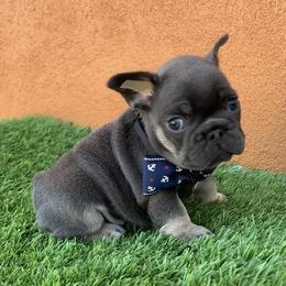 Girl 1 - Tricolors female French Bulldog puppy in Bell Gardens, California from G bulldogs