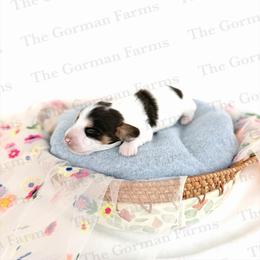 Cow - Piebald male Dachshund puppy in Greenville, North Carolina from The Gorman Farms