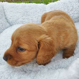 Dachshund Puppies from Chelisa Crabtree