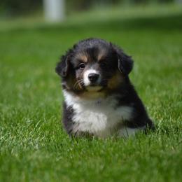 Pembroke Welsh Corgi Puppies from C&G Corgis