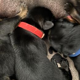 Red - Black and mahogany male Rottweiler puppy in Concord, North Carolina from KJB Kennels