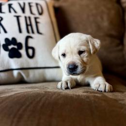 Quiver - Yellow male Labrador Retriever puppy in Sweet Home, Oregon from Knotty Creek Labradors