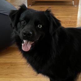 Samara - Australian Shepherd