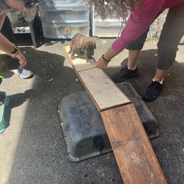 Labrador Retriever Puppies from Naomi's Labrador Retrievers