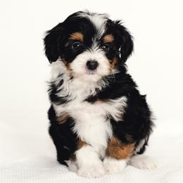 Black - Black tri-color male Aussiedoodle puppy in Slc, Utah from Timp Doodles