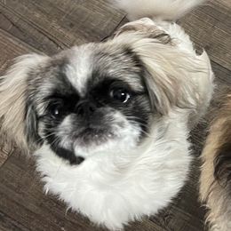 Zephee - Pekingese