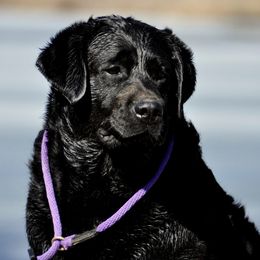 Zion - Labrador Retriever