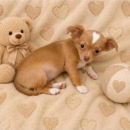 Timon - Red male Chihuahua puppy in Kyle, Texas from joy of chihuahuas tx