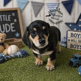 Boy 2 - Black and tan male Dachshund puppy in Valrico, Florida from Bloomin Doxies