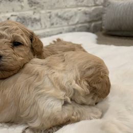 Maltipoo Puppies from Puppyzenn