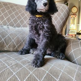 Poodle Puppies from Hickory Hills Poodles