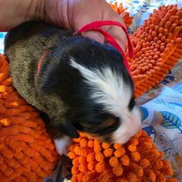 Red - Black rust and white male Bernese Mountain Dog puppy in Auburn, Washington from MSM Bernese Mountain Dogs