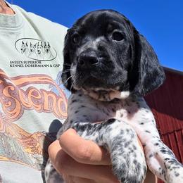 Brody - Black roan male German Shorthaired Pointer puppy in China Township, Michigan from Snell's Superior Kennel Dobermann & GSP