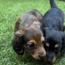 Dachshunds from Mini wienies