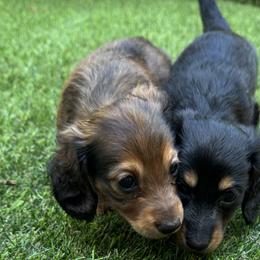 Dachshunds from Mini wienies