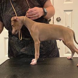 Italian Greyhound Puppies from The Breeder's Assistant