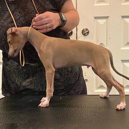Italian Greyhound Puppies from The Breeder's Assistant