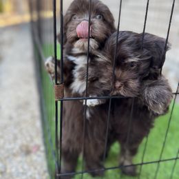 Havanese Puppies from Havanese on the Hill