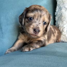 Harry AKC 5500 - Blue and cream male Dachshund puppy in Krum, Texas from Tired Chef Dachshunds