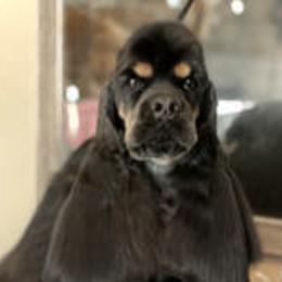Cocker Spaniels and Shih Tzus from Tru-Luv Cockers & Shih Tzu